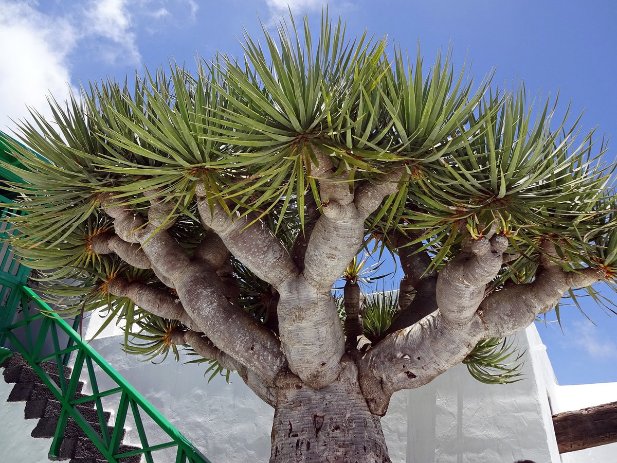 dracaena draco tree Dragon Tree