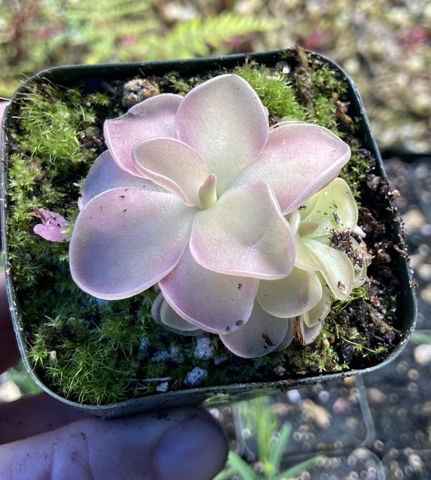 Mexican Butterwort -- Pinguicula moranensis – Pans Garden Nursery