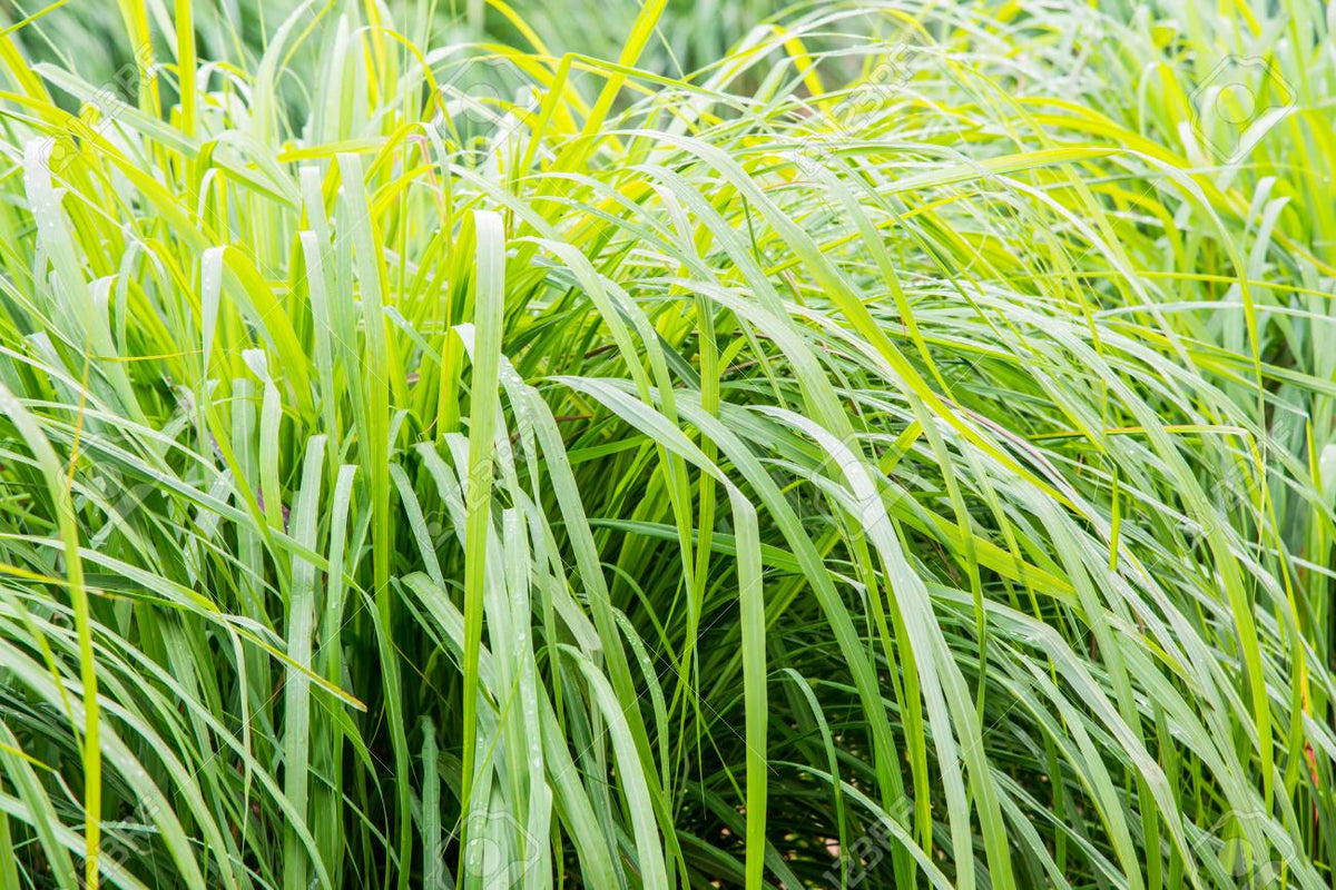 Grass - Vetiver (Chrysopogon zizanioides) 1G