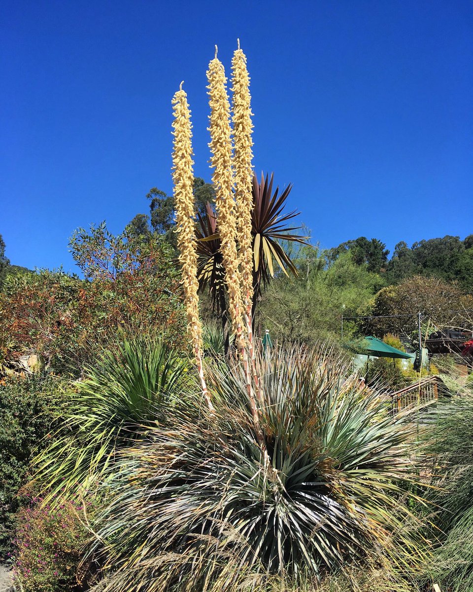 desert spoon succulent Desert Spoon/ Sotol -- Dasylirion wheeleri – Pans Garden Nursery