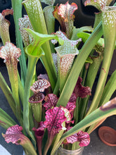 Load image into Gallery viewer, American Pitcher Plant, Open Pollinated Hybrids - Sarracenia x spp.