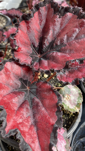 Red Robin Begonia -- Begonia 'Rex' spp