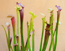 Load image into Gallery viewer, American Pitcher Plant, Open Pollinated Hybrids - Sarracenia x spp.