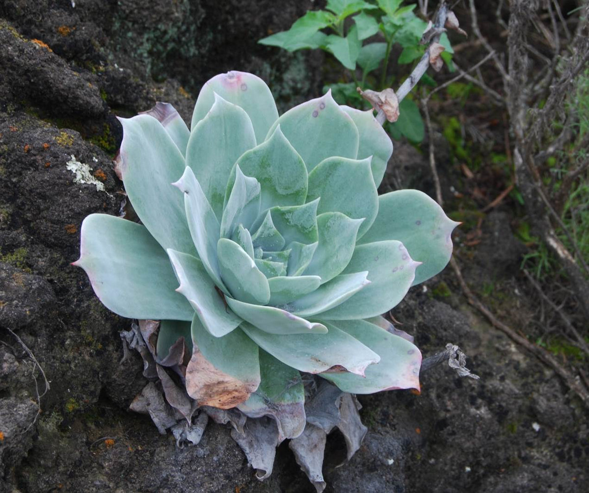 succulent dudleya Chalk Dudleya -- Dudleya pulverulenta – Pans Garden Nursery