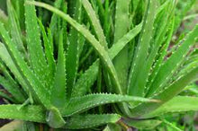 Load image into Gallery viewer, Aloe Vera / Medicinal Aloe ‘Chinensis’ (Small Form)