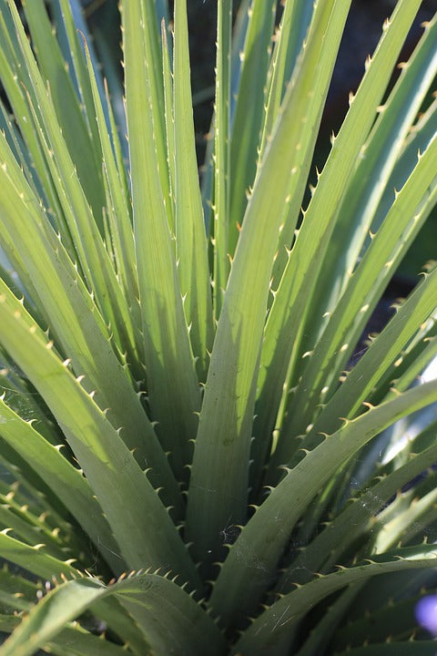 Puya alpestris 'Sapphire tower'