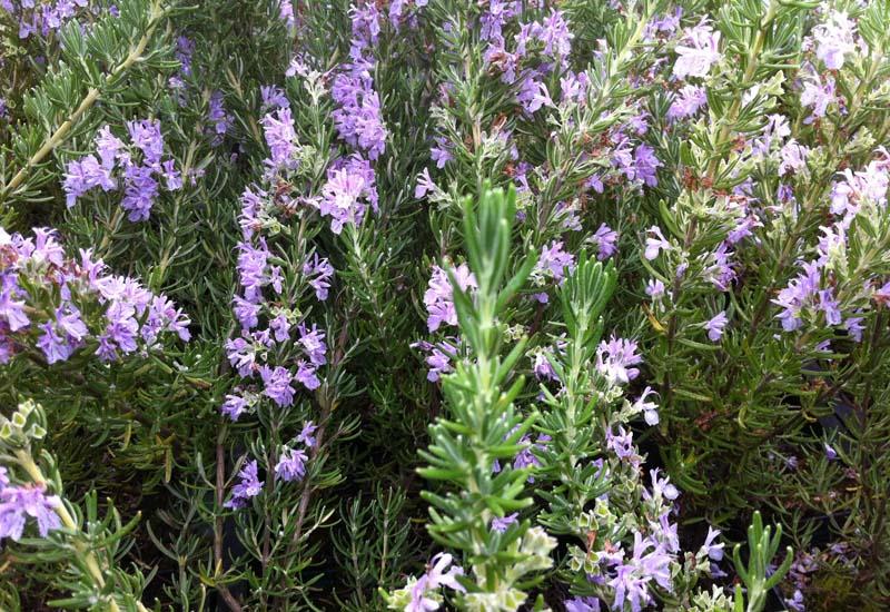 Rosemary 'Pink' -- Salvia rosmarinus 'Pink ' – Pans Garden Nursery