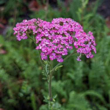 Yarrow -- Achillea millefolium