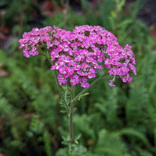 Load image into Gallery viewer, Yarrow -- Achillea millefolium