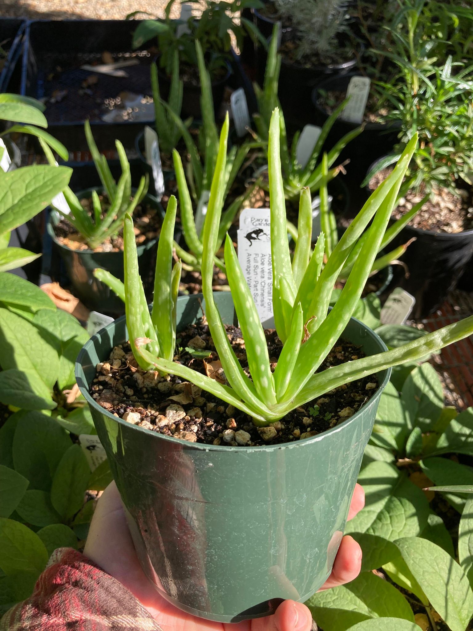 chinensis aloe vera plant Aloe Vera / Medicinal Aloe 'Chinensis' (Small Form) – Pans Garden Nursery