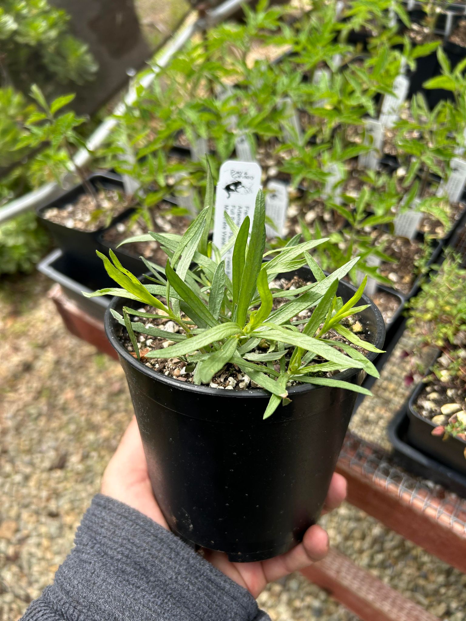 French Tarragon