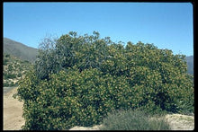 Load image into Gallery viewer, California Sugar Bush - Rhus Ovata