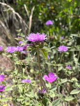 Load image into Gallery viewer, Coyote Mint - Monardella spp.