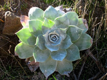 Load image into Gallery viewer, Liveforever - Dudleya spp.