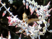 Load image into Gallery viewer, Liveforever - Dudleya spp.