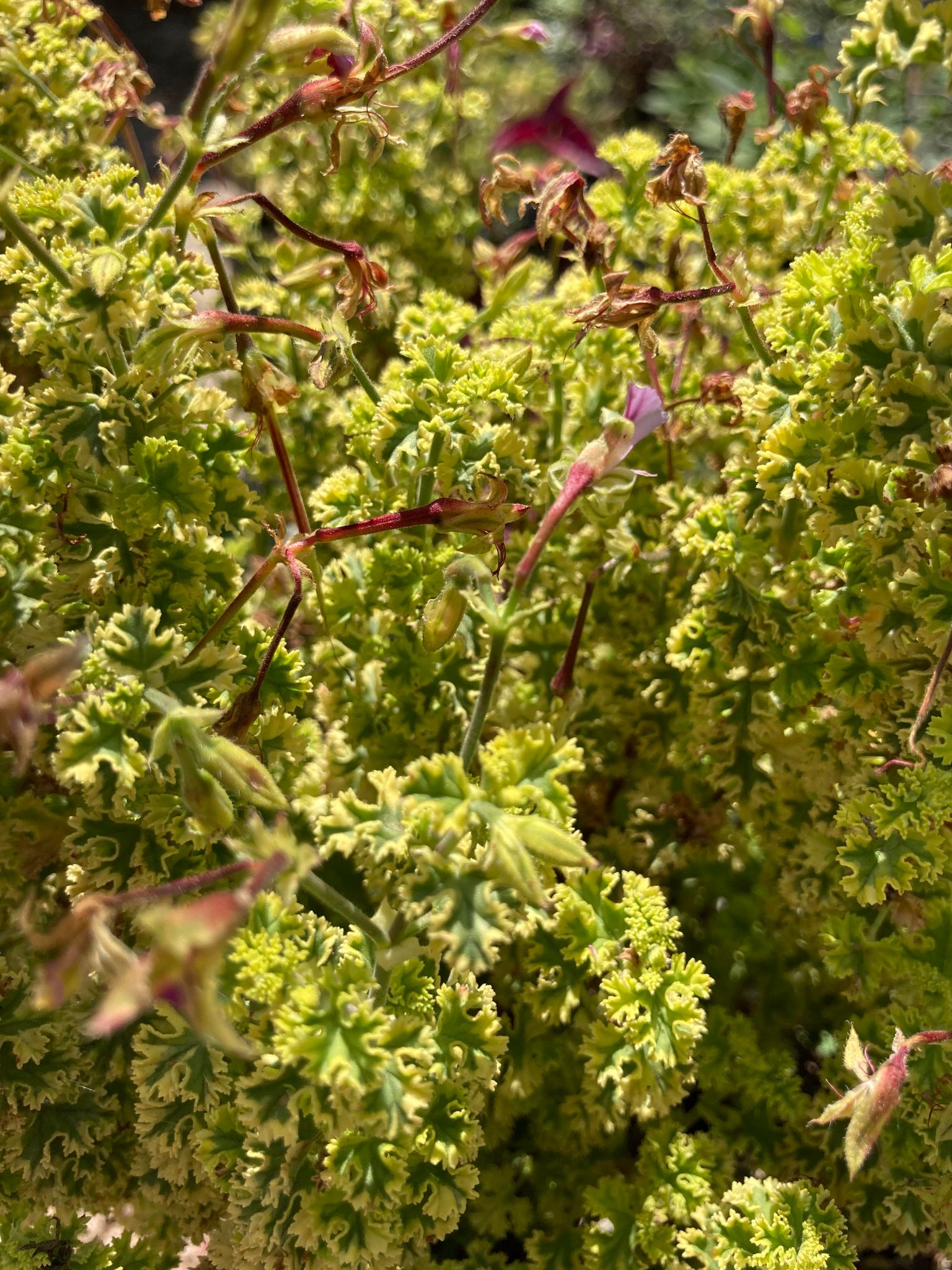 lemon geranium seeds Dwarf Variegated Lemon Geranium -- Pelargonium crispum 'Golden Lemon' – Pans Garden Nursery