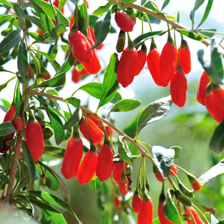 lycium barbarum plant Goji berry