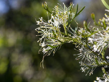 Load image into Gallery viewer, Grevillea &#39;White Wings&#39;