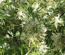Load image into Gallery viewer, Grevillea &#39;White Wings&#39;