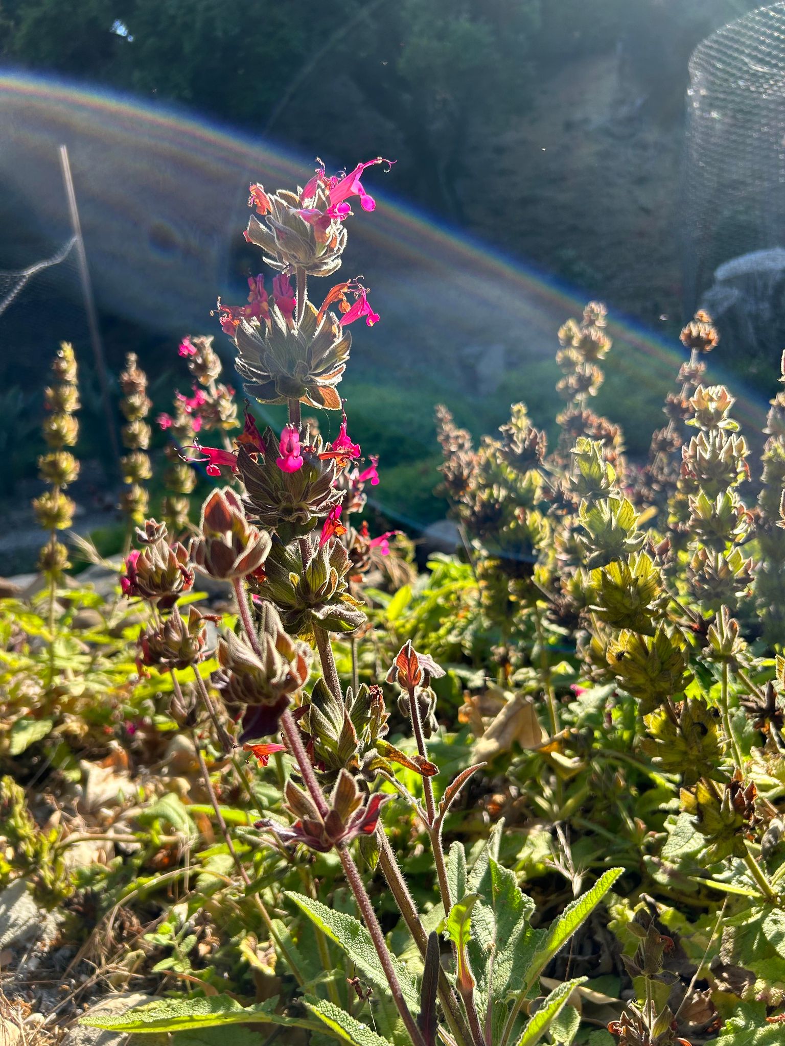 Hummingbird Sage -- Salvia spathacea – Pans Garden Nursery