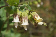 Load image into Gallery viewer, California Pitcher Sage - Lepechinia calycina