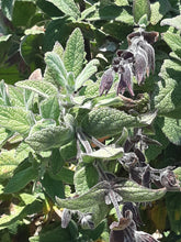 Load image into Gallery viewer, Fragrant Pitcher Sage - Lepechinia fragrans