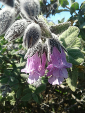 Fragrant Pitcher Sage - Lepechinia fragrans