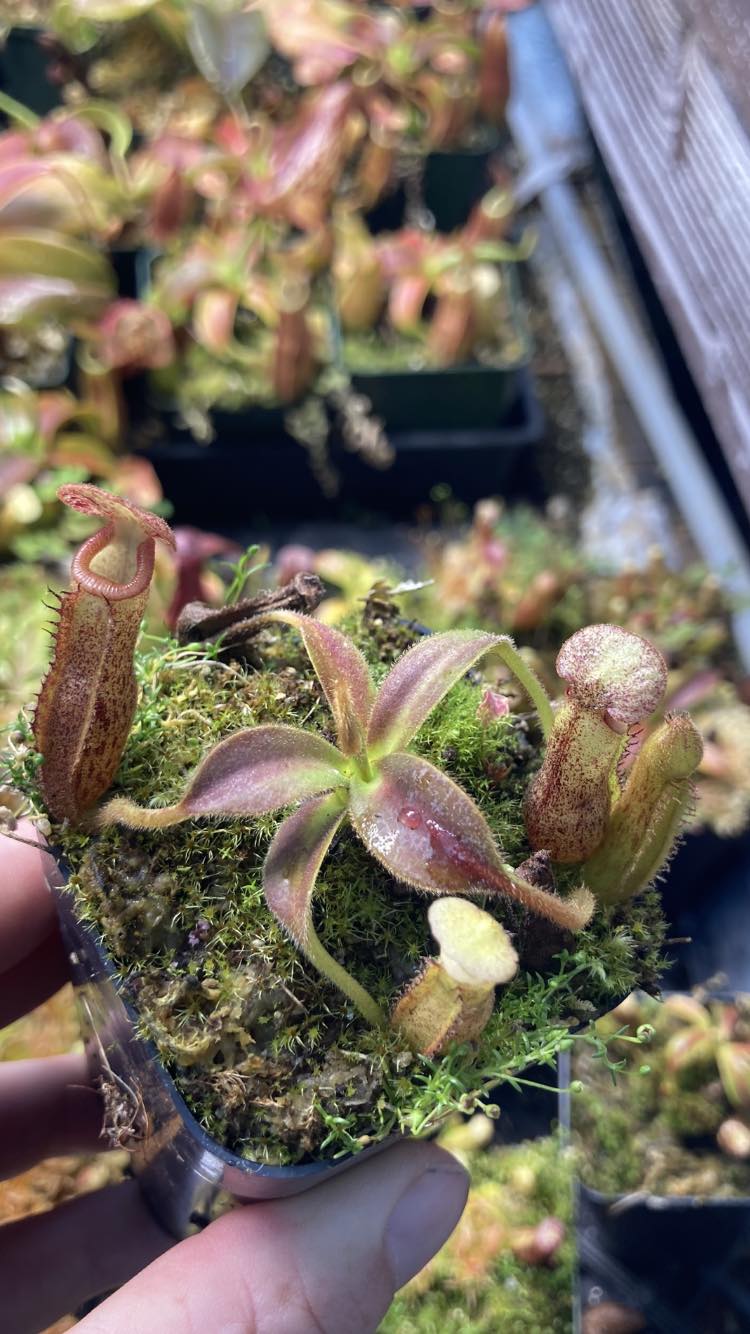 Nepenthes 'Song of Melancholy' x ( ? ) - Open Pollinated – Pans