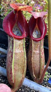 Nepenthes 'Song of Melancholy' x talangensis