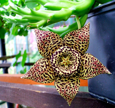 Starfish Plant - Orbea variegata