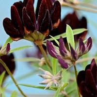 Black Lotus - Lotus jacobaeus