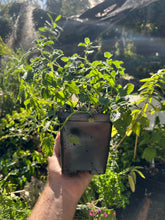 Load image into Gallery viewer, Catmint - Nepeta racemosa