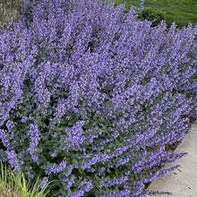 Load image into Gallery viewer, Catmint - Nepeta racemosa