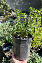 Load image into Gallery viewer, Coyote Mint - Monardella spp.