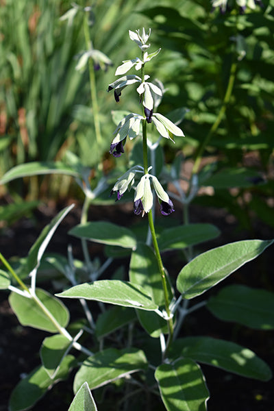 Andean Sage - Salvia discolor