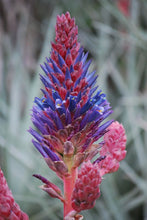Load image into Gallery viewer, Puya coerulea &#39;Pink Torch&#39;