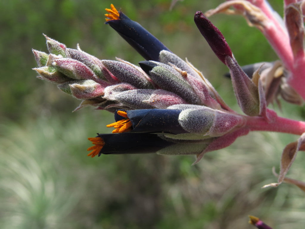 Puya coerulea var. coerulea プヤ セルーレア 大株 美株 マルチヘッド