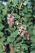 Load image into Gallery viewer, Chaparral Currant - Ribes malvaceum