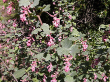 Load image into Gallery viewer, Chaparral Currant - Ribes malvaceum