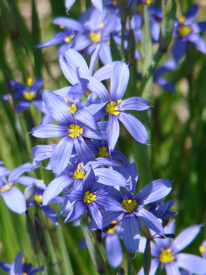 Blue-eyed Grass -- Sysrinchium bellum