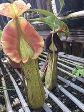Load image into Gallery viewer, Nepenthes &#39;Song of Melancholy&#39; x ( ? )  - Open Pollinated