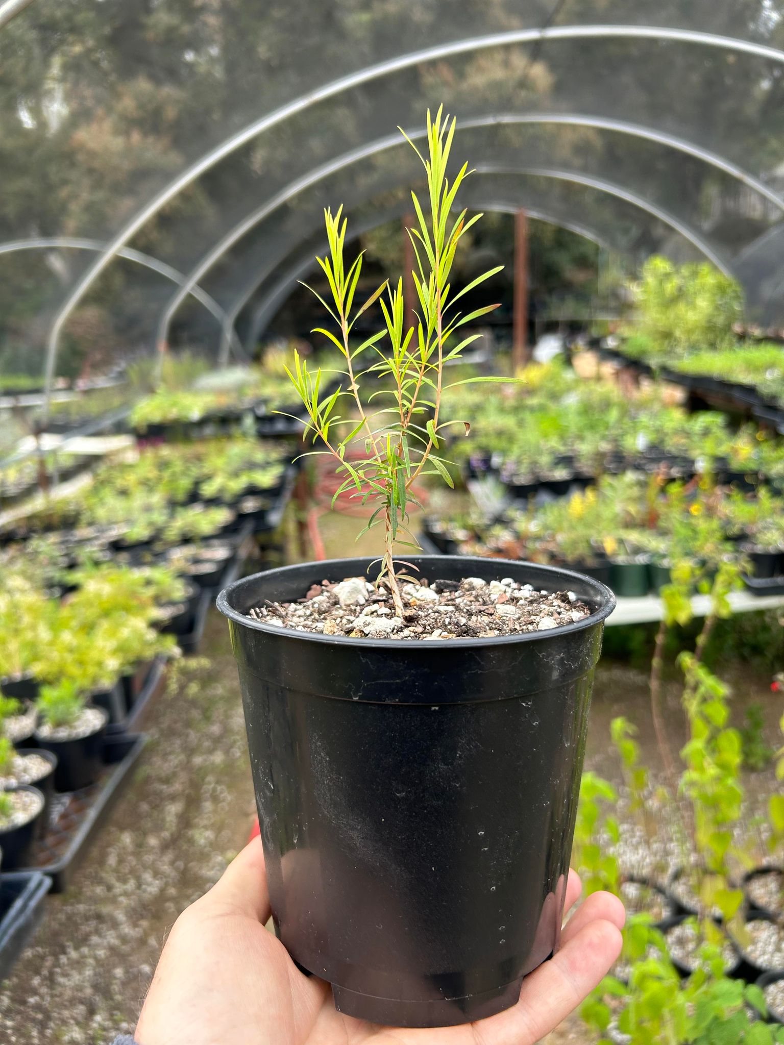 Tes Tree Australian Tea Tree -- Melaleuca alternifolia – Pans Garden Nursery