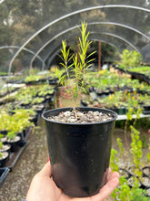 Load image into Gallery viewer, Australian Tea Tree -- Melaleuca alternifolia
