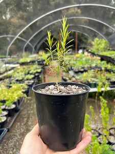 Australian Tea Tree -- Melaleuca alternifolia