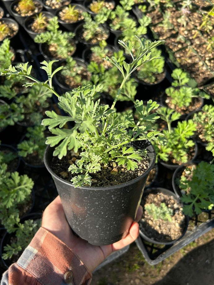 wormwood potted plant Wormwood