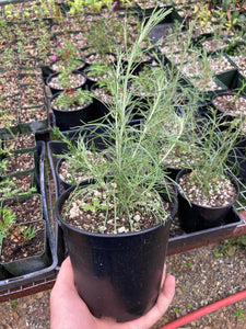California Sagebrush -- Artemisia californica