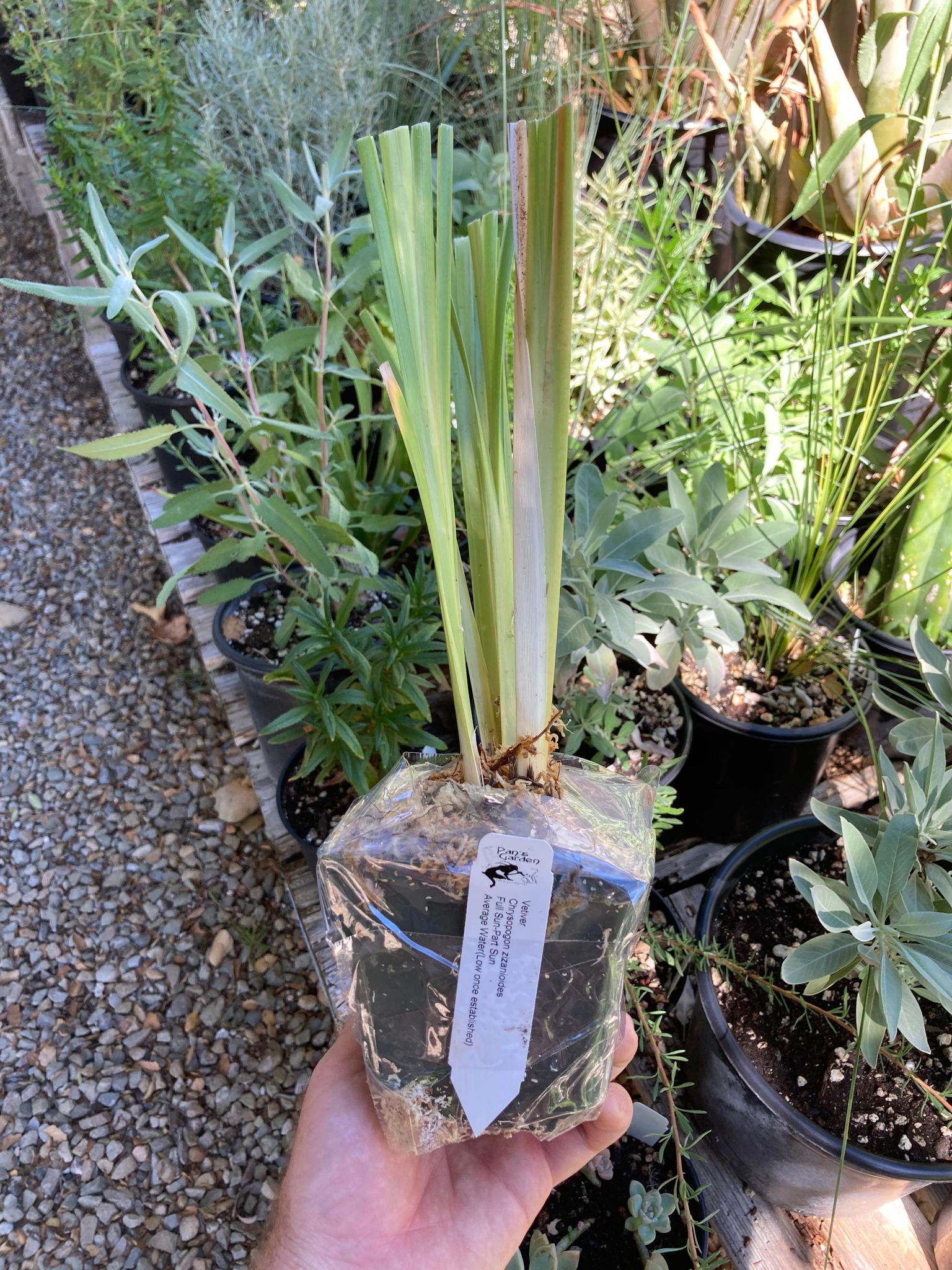 Vetiver Grass -- Chrysopogon zizanioides – Pans Garden Nursery
