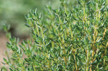 Load image into Gallery viewer, Thyme -- Thymus vulgaris