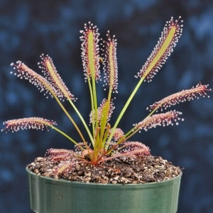 sundew plant indoor Cape Sundew