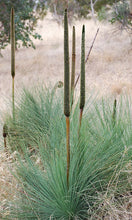 Load image into Gallery viewer, Australian Grass Tree -- Xanthorrhoea preissii